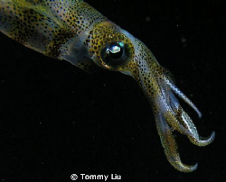 In the night dive, a squid keeps glittering~ by Tommy Liu 